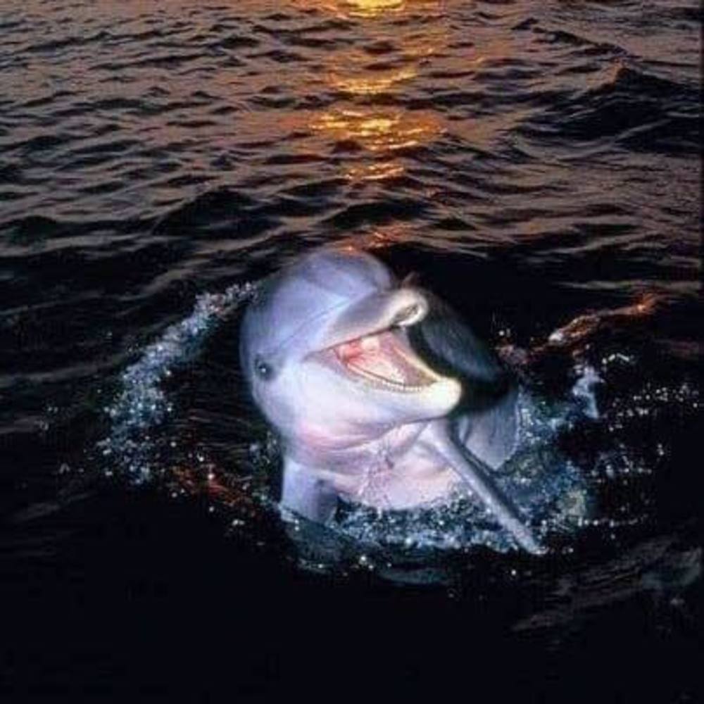 Meet your Posher, Bonnie